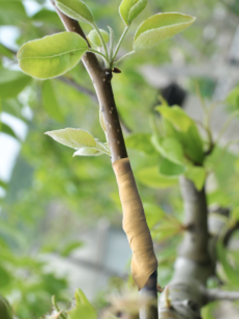 grafting tapes